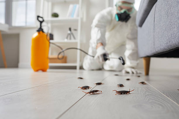 Commercial Rodent Management in East Rancho Dominguez